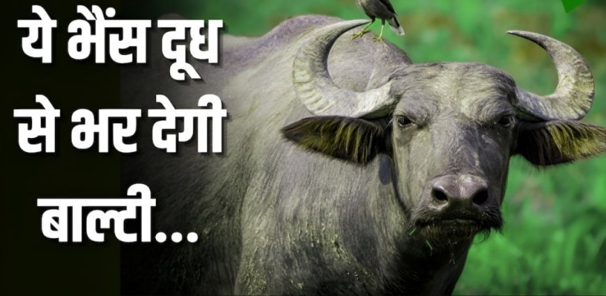 दूध उत्पादन के मामले में आगे है यह भैंस, जानिए इनकी खासियत