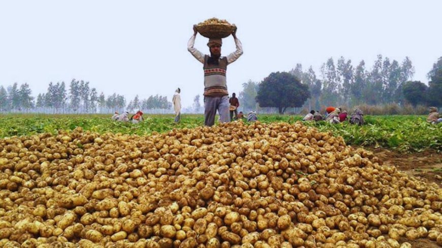 आलू के बढ़ते दाम किसानों व कोड स्टोरेज कारोबारियों के लिए बना संकट