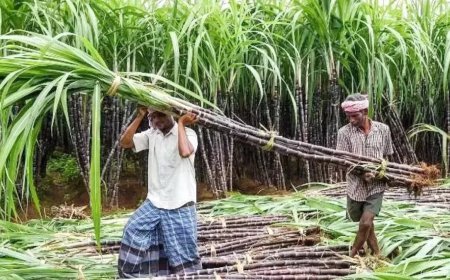 गन्ना सट्टा एवं आपूर्ति नीति सत्र 2025- 26 के लिए जारी, छोटे किसानों को मिलेगी प्राथमिकता