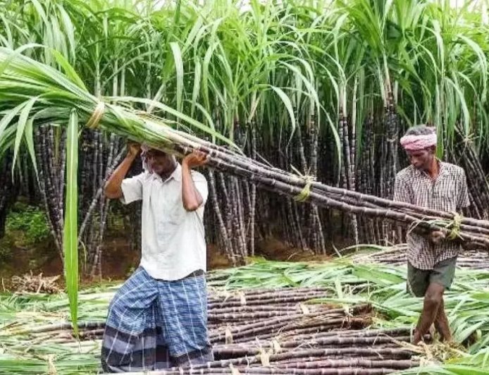 गन्ना सट्टा एवं आपूर्ति नीति सत्र 2025- 26 के लिए जारी, छोटे किसानों को मिलेगी प्राथमिकता