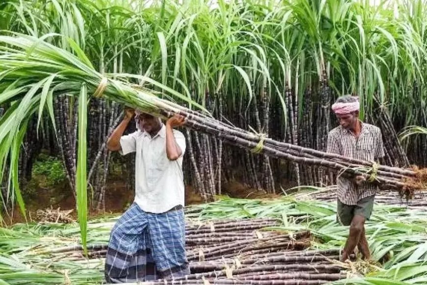 गन्ना सट्टा एवं आपूर्ति नीति सत्र 2025- 26 के लिए जारी, छोटे किसानों को मिलेगी प्राथमिकता