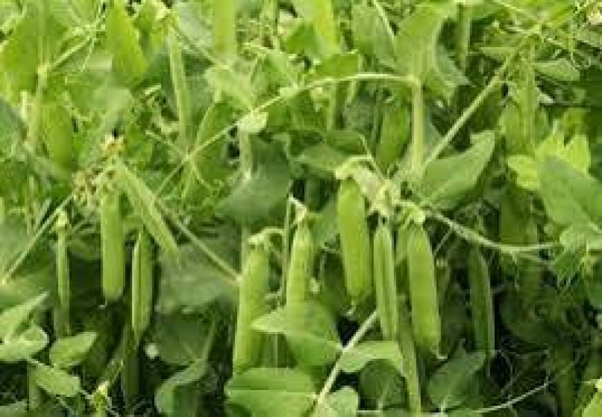 किसानों के लिए लाभ दायक है सब्जी मटर की खेती