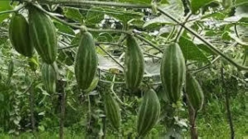 किसानो को  नवंबर माह में इस फसल की खेती से 3 साल तक मिलेगा बंपर पैदावार, जानें वो कौन सी है फसल