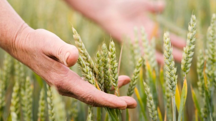 गेहूं की ये नई किस्म WH-1402 बन सकती है मुनाफे का सौदा, होगा उपज 70 क्विंटल प्रति हेक्टेयर तक