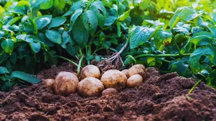 आलू की खेती :  बढ़ी उपज और सुधरी मिट्टी, जाने कैसे किसानों की पहली पसंद बना जायडेक्स का जैविक समाधान
