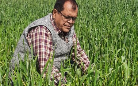 गेहूँ की बुआई का  सही समय नवम्बर माहः प्रो. रवि प्रकाश