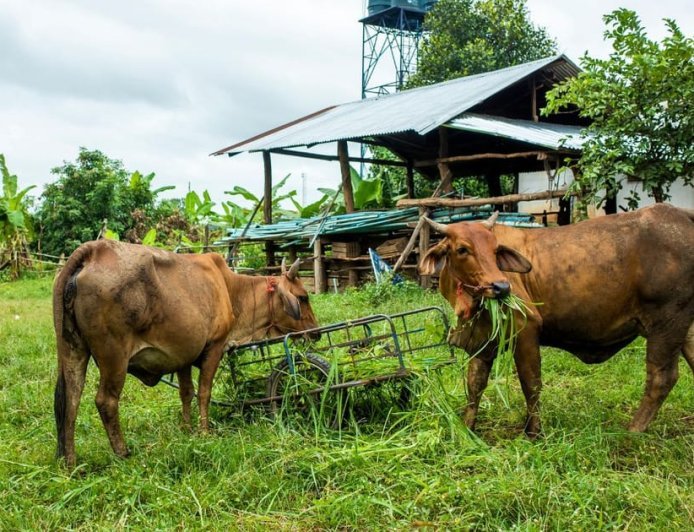 अब तो पशुपालकों की बल्ले-बल्ले,   सरकार की इस  योजना से  ₹40,000 का होगा फायदा,  जानें पूरी जानकारी