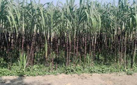 लाल गन्ने की मिठास कर रही मालामाल