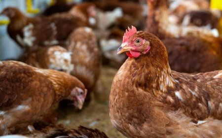 उत्तर प्रदेश: बिना बिजली बिल और ब्याज की टेंशन के खोलें पोल्ट्री फार्म, यूपी सरकार दे रही है सुनहरा मौका