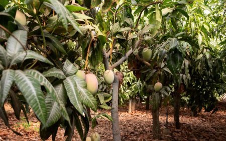 आम के पेड़ों की सही देखभाल से होगी बंपर पैदावार, बढ़ेगी किसानों की आय, जानने के लिए पढ़े पूरी खबर..