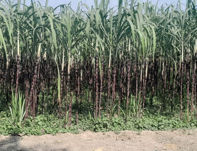 लाल गन्ने की मिठास कर रही मालामाल