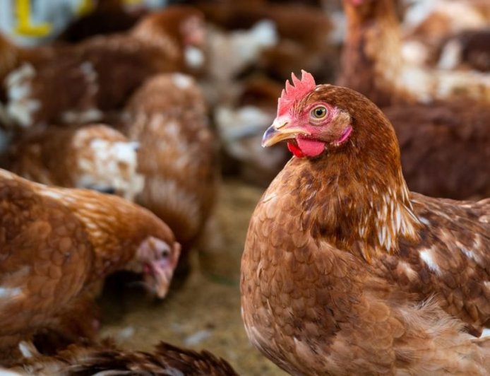 उत्तर प्रदेश: बिना बिजली बिल और ब्याज की टेंशन के खोलें पोल्ट्री फार्म, यूपी सरकार दे रही है सुनहरा मौका