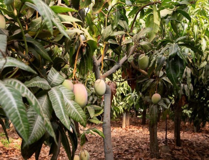 आम के पेड़ों की सही देखभाल से होगी बंपर पैदावार, बढ़ेगी किसानों की आय, जानने के लिए पढ़े पूरी खबर..