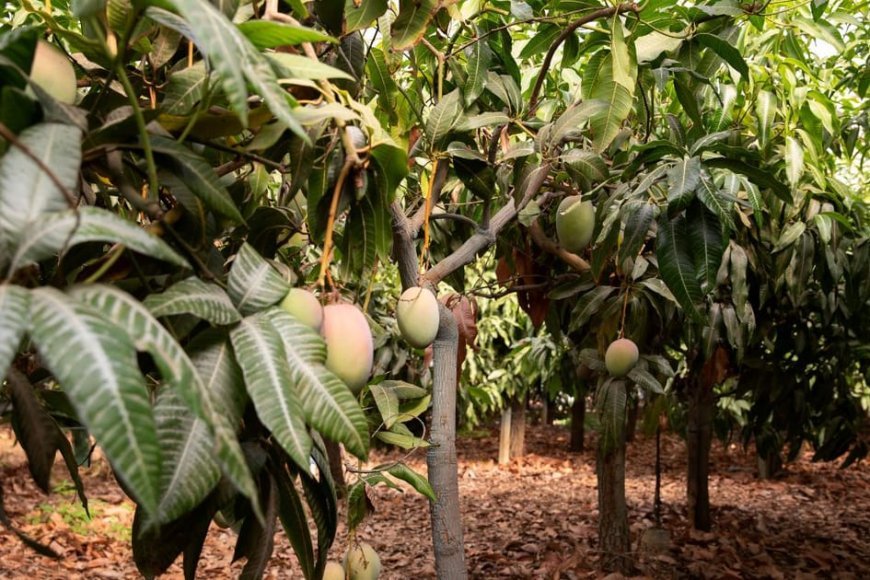 आम के पेड़ों की सही देखभाल से होगी बंपर पैदावार, बढ़ेगी किसानों की आय, जानने के लिए पढ़े पूरी खबर..