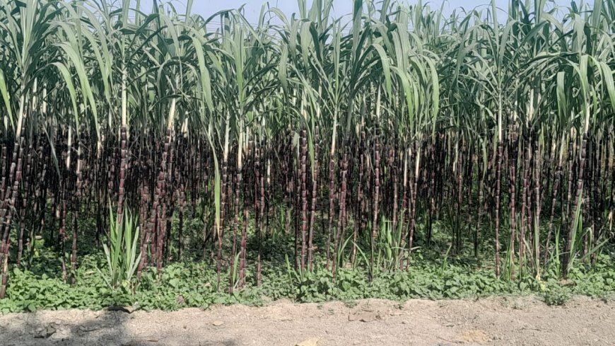लाल गन्ने की मिठास कर रही मालामाल