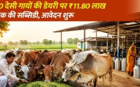 मिनी नंदिनी योजना 2026: 10 देसी गायों की डेयरी पर ₹11.80 लाख तक की सब्सिडी, जानें पात्रता, आवेदन प्रक्रिया और अंतिम तिथि